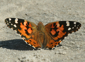 Painted Lady